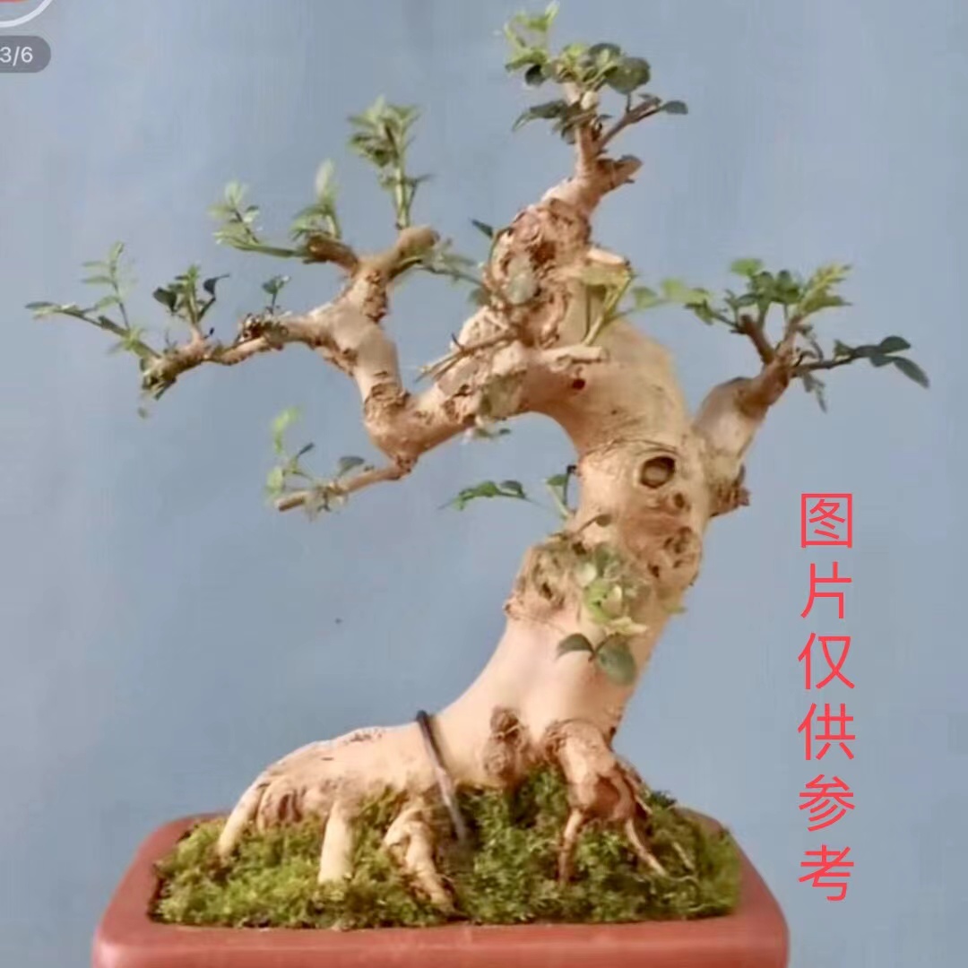 精品小品基本成型多年养护年功盆景桩（图片仅供参考）客厅盆景