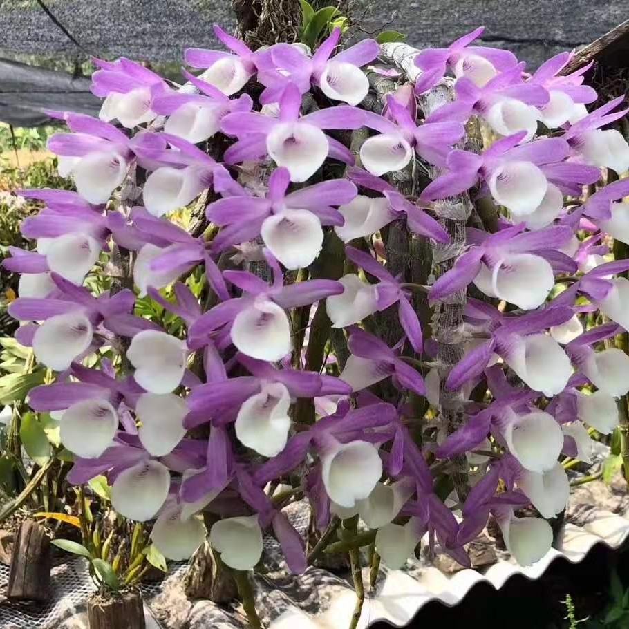 报春花卉《一种无土栽培的寄生根植物》