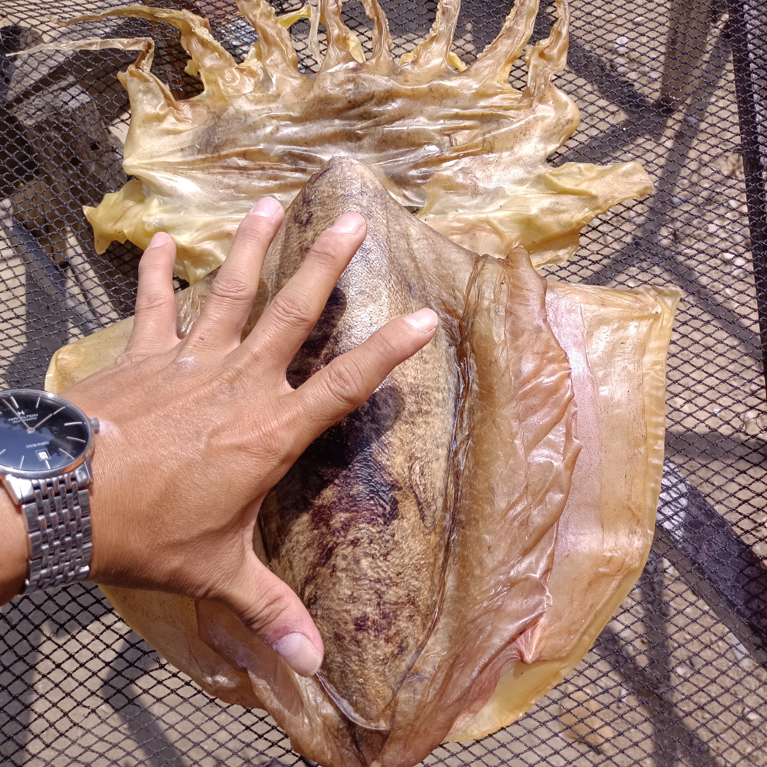 三亚野生淡晒墨鱼干 2 至 3 个 1-1.2斤 顺丰包邮 无盐无添加