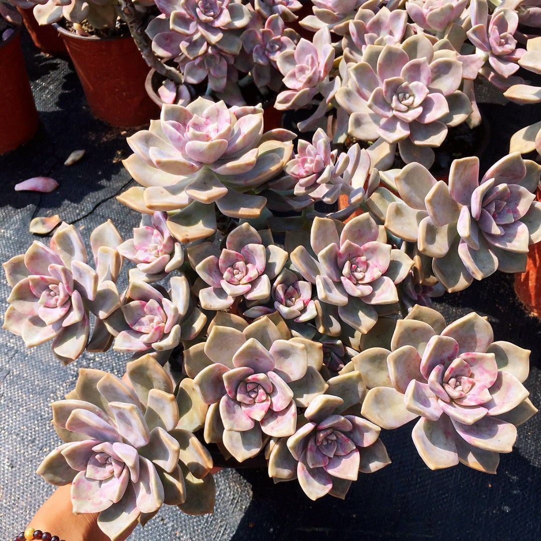 大手捧紫乐 多肉植物 皮实好养紫色多肉 阳台庭院防辐射