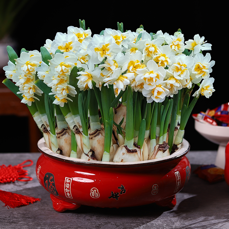 贡品正宗漳州水仙花种球冬耐寒易活浓香水养植物重瓣种子年宵花卉
