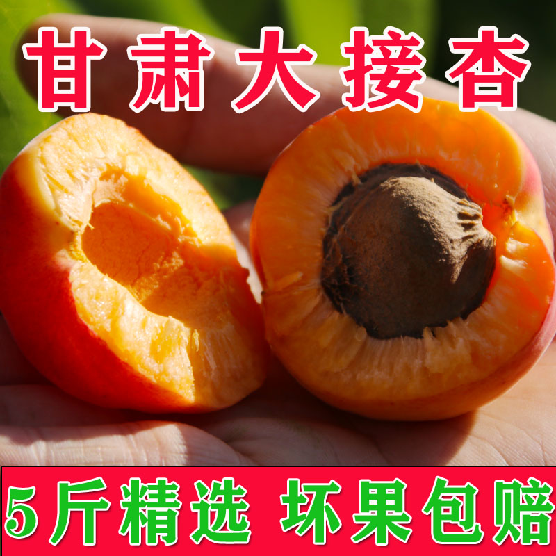 甘肃天水张公园大黄杏净重5斤包邮