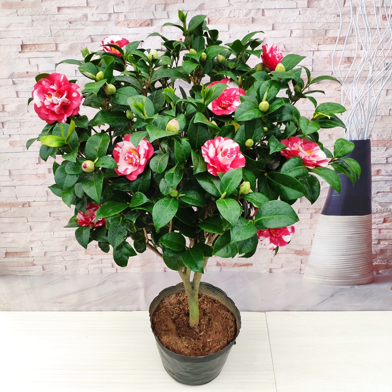花露珍茶花盆栽花蝴蝶华东经典传统老品种阳台花卉庭院绿植苗精选