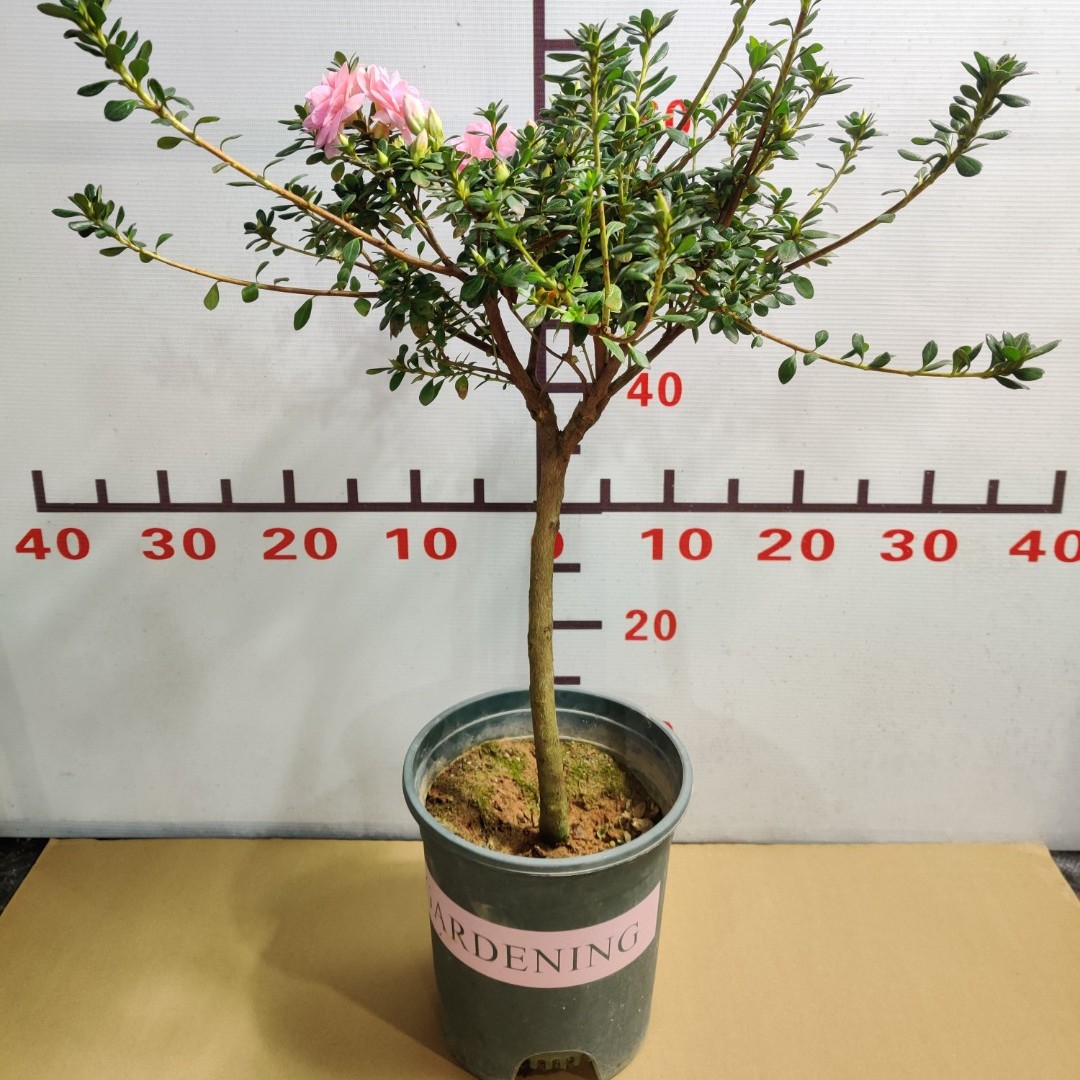 毛鹃桩嫁接皋月杜鹃花鹃之舞花开重瓣多色盆景盆栽花卉绿植易养