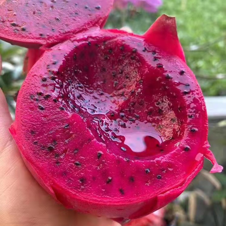 金都一号红心火龙果4.8-5斤3-6个内