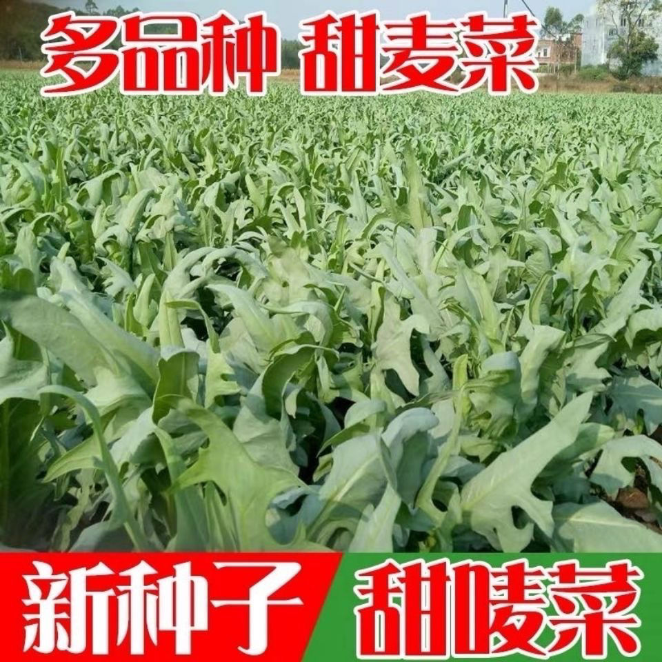 花芽甜麦菜种子南方四季野生苦荬菜种籽高产阳台盆栽农家蔬菜种孑