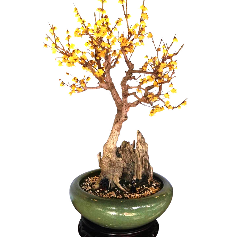 素心腊梅盆栽苗 庭院阳台种植耐寒耐热