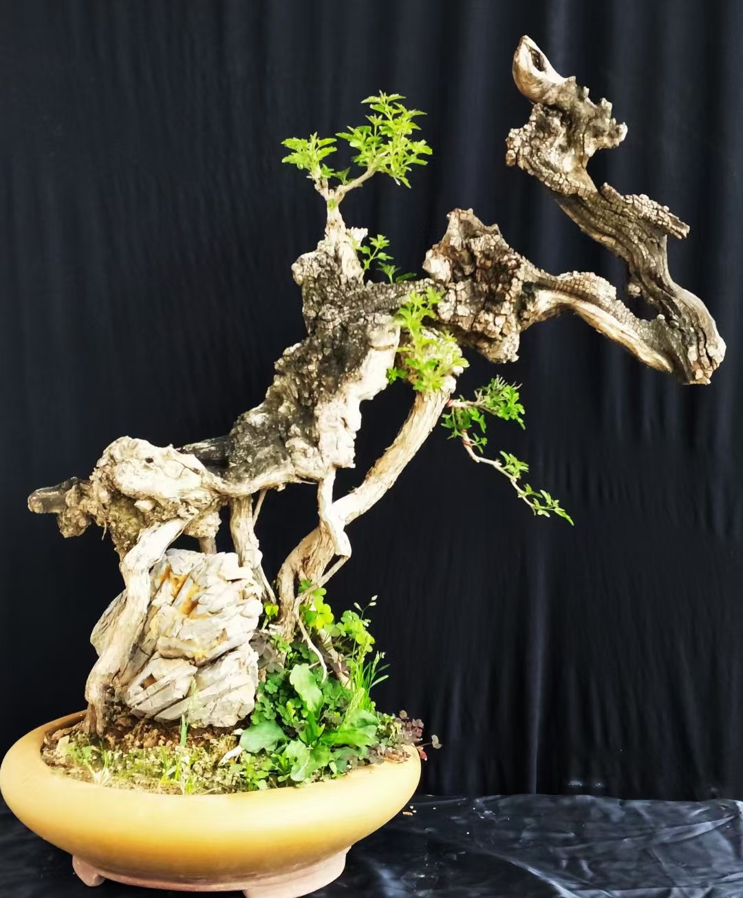 黄荆，一物一拍，以实物为准！