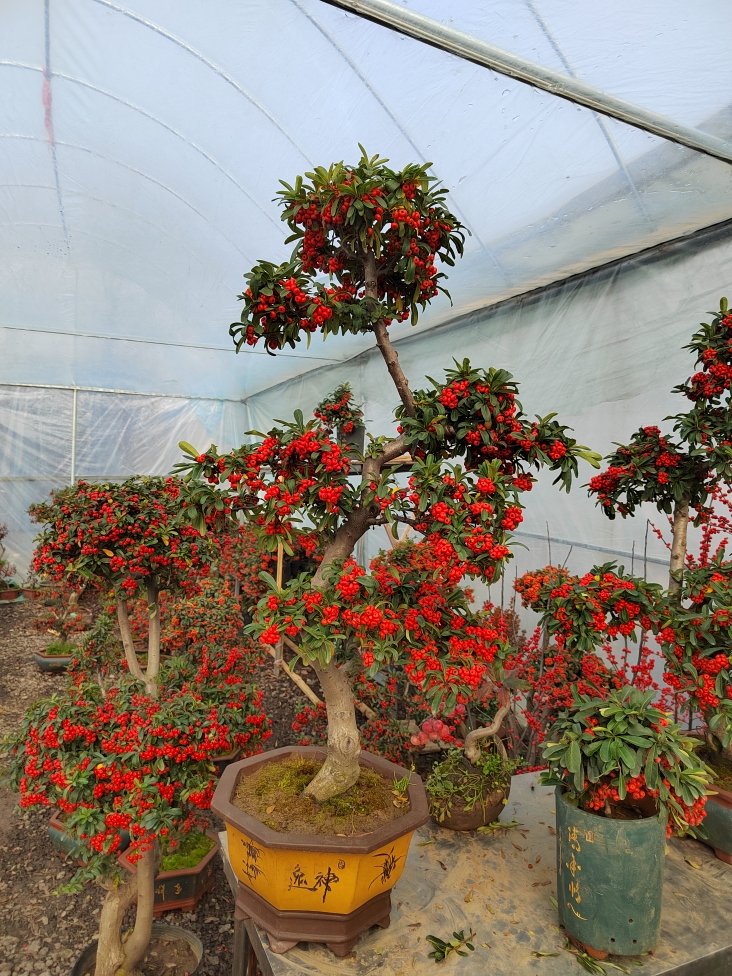 火棘吉祥果庭院装饰乔迁之喜年宵花礼物