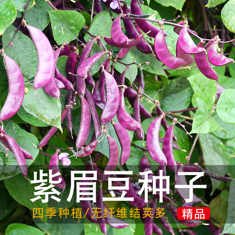 山研紫眉豆猪耳朵蔬菜种籽盆栽阳台春季四季菜蔬菜种孑