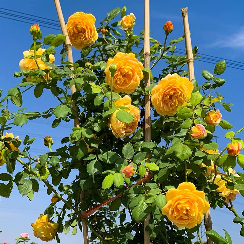 黄金庆典藤本月季盆栽花苗庭院爬藤大花浓香丰花抗病新手易养花卉