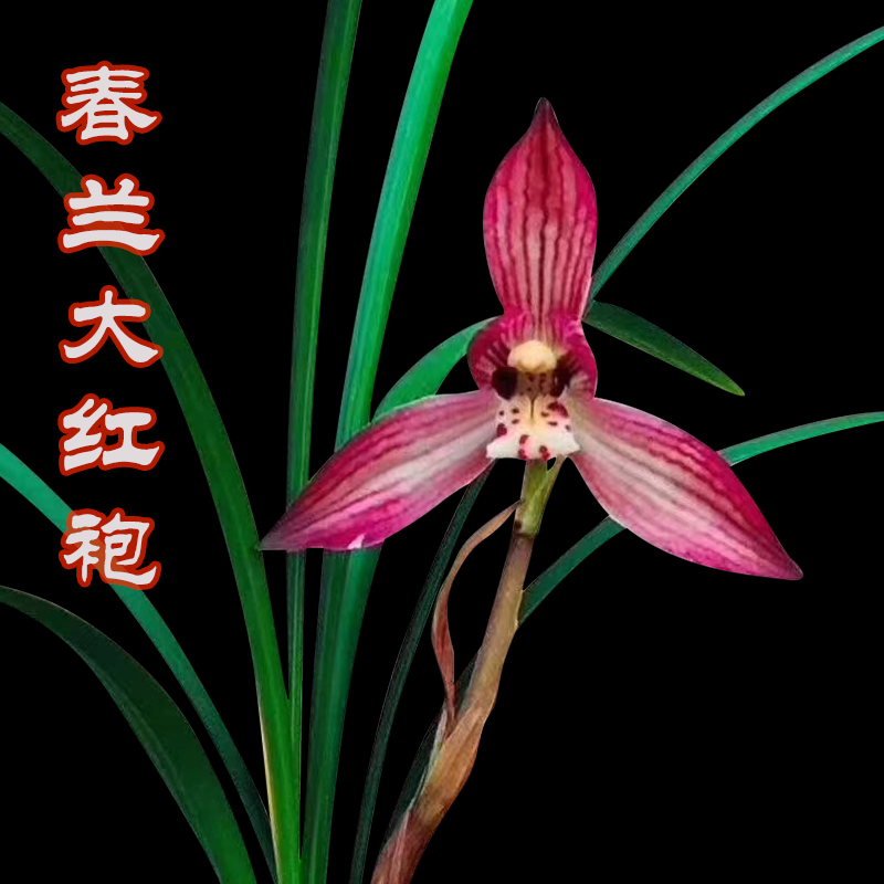 春兰荷型瓣漂亮红花大红袍花香，春天开花