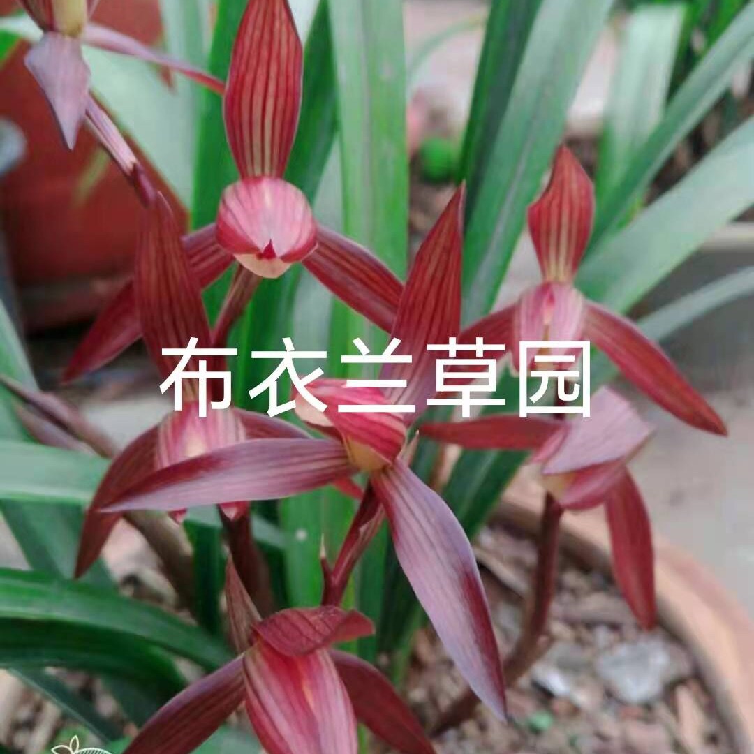 兰花（下单前联系主播确认）