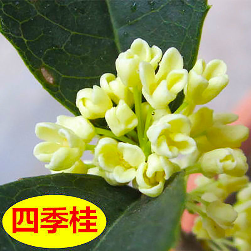 四季桂 桂花 桂花 桂花