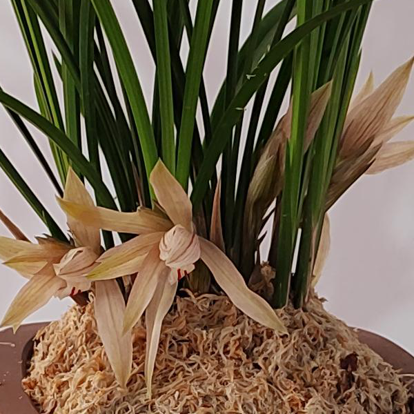 春剑【茗品】- 雪兰 