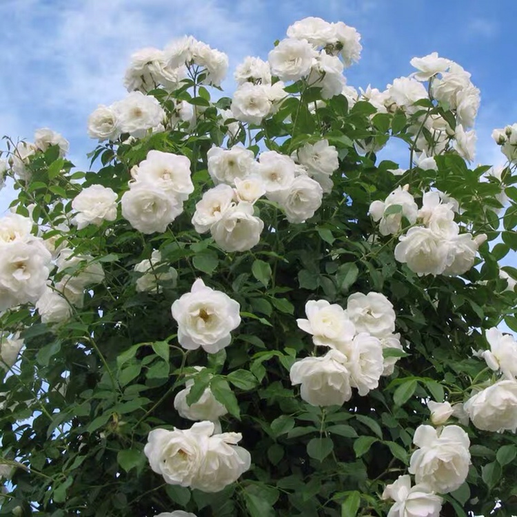 蔷薇爬藤欧月 藤冰山 小花群开 可做拱门 花柱 花墙