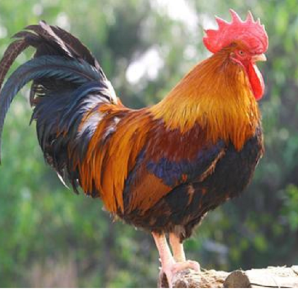 灵璧县三毛核桃林地土公鸡包邮大公鸡散养公鸡现杀 包冰率10%以内