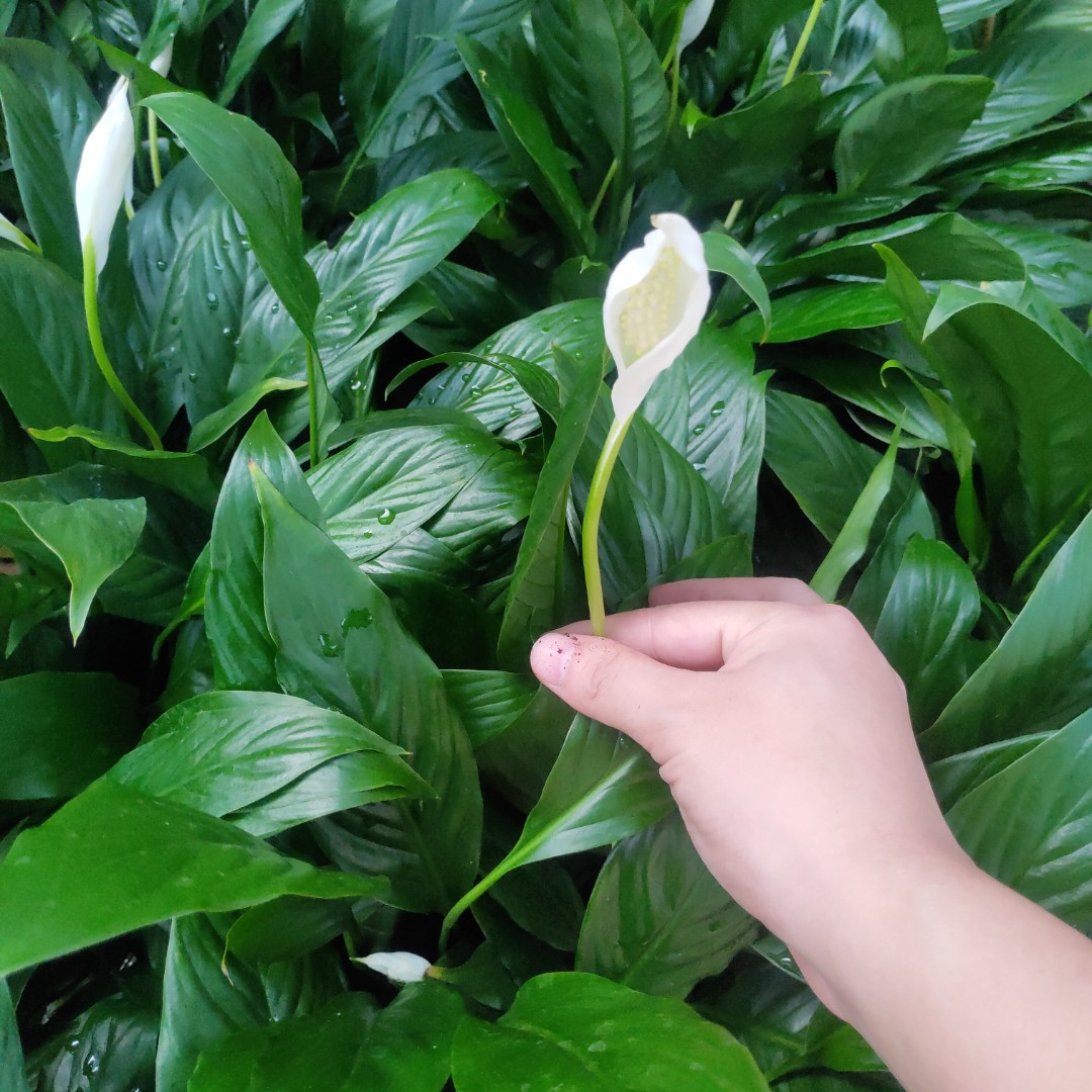 一帆风顺盆绿植盆栽