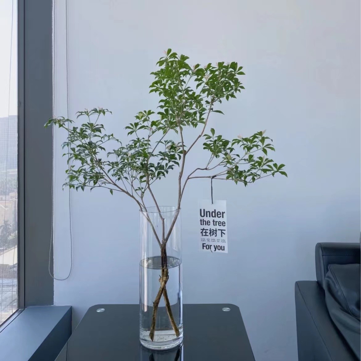 A一物一拍轻奢进口网红绿植室内水培鲜切枝条【马醉木】客厅高级感