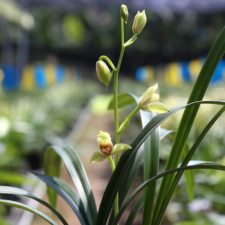 兰花建兰夏皇梅2苗