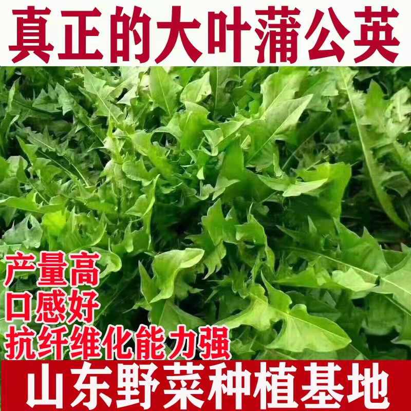 大叶蒲公英种子种苗婆婆丁多年生产量高四季播山东野菜种植基地