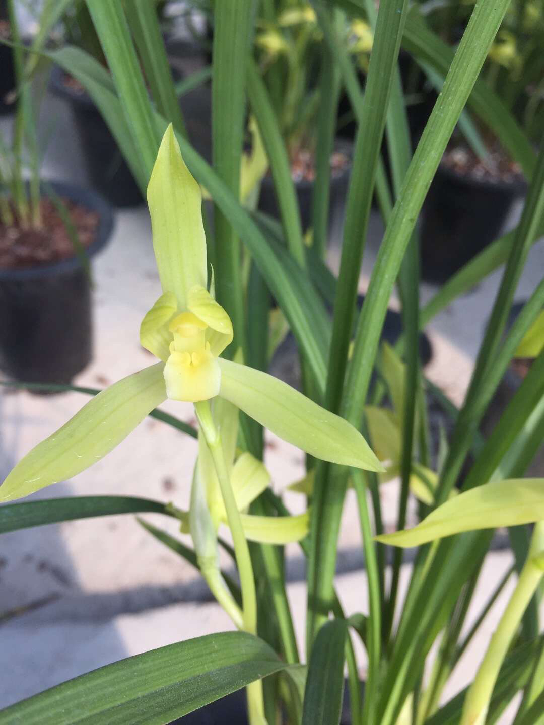 春剑兰花的春剑素花