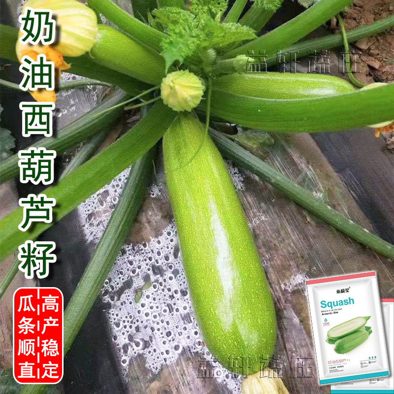 奶油西葫芦种子高产蔬菜种子四季种植家庭阳台盆栽庭院种植蔬菜籽