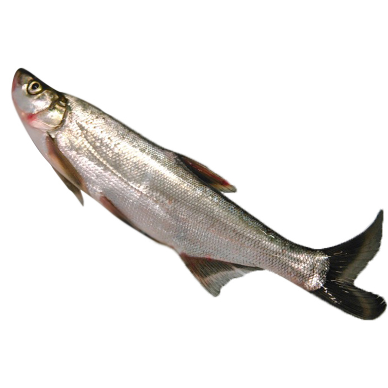 【东三省价格】上车通用链接