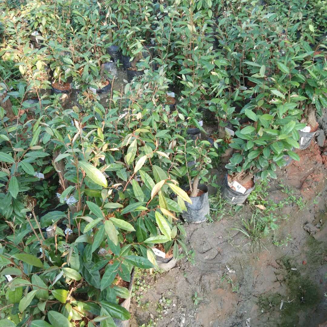 绿植盆景三叶红芽赤楠