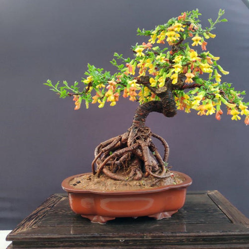 南雀花阳雀花盆景老桩扦插苗高压苗素材普通小普通植物养护小苗
