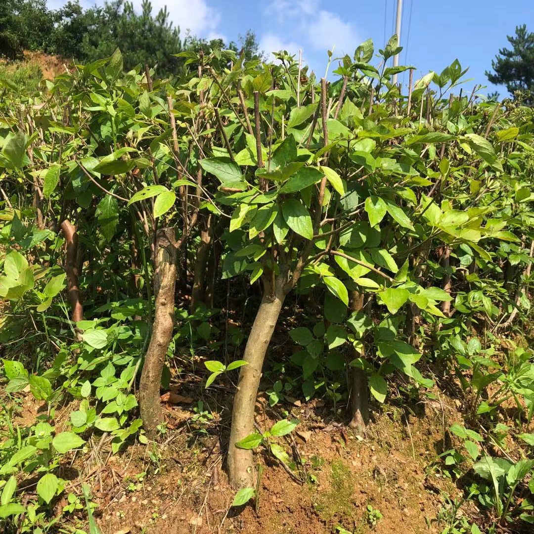 观花植物/绿植盆栽红花映山红熟桩带花苞