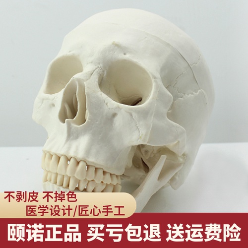 ENOVO颐诺医学艺用美术人体头骨模型 亚洲头颅骨解剖模型标