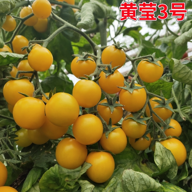 （黄莹3号种子）黄色水果小番茄种子黄色水果西红柿