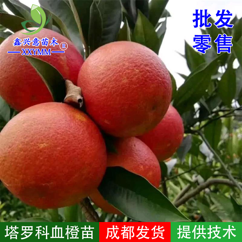 塔罗科血橙苗嫁接血橙树嫁接塔罗科血橙柑橘嫁接苗晚熟血橙树苗