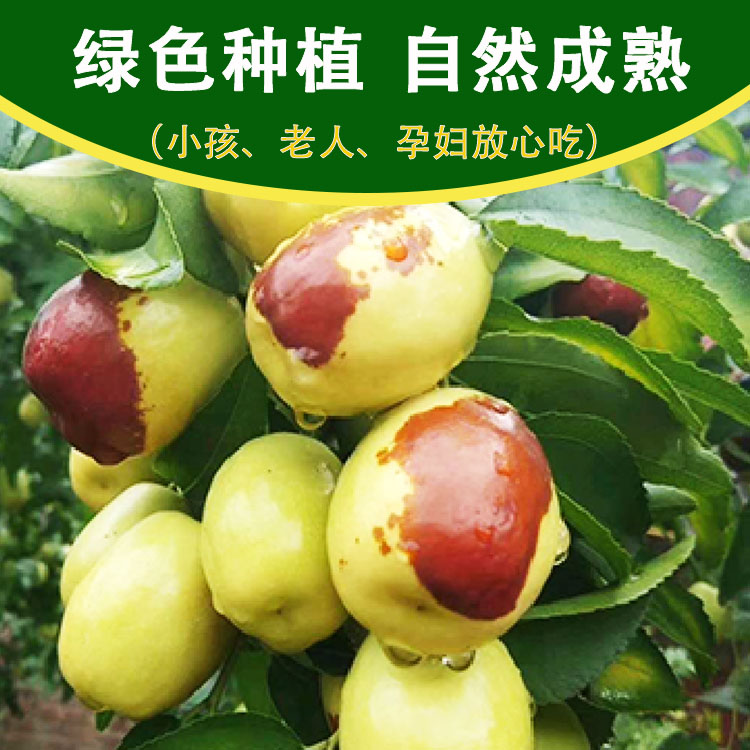 张三大枣 冰鲜枣，小时候的味道，蒸着吃软糯香甜！绿色食品