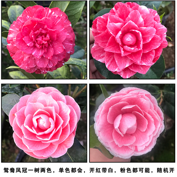 鸳鸯凤冠茶花苗花卉盆栽3-4年苗一树多色山茶花品种实物拍摄包邮