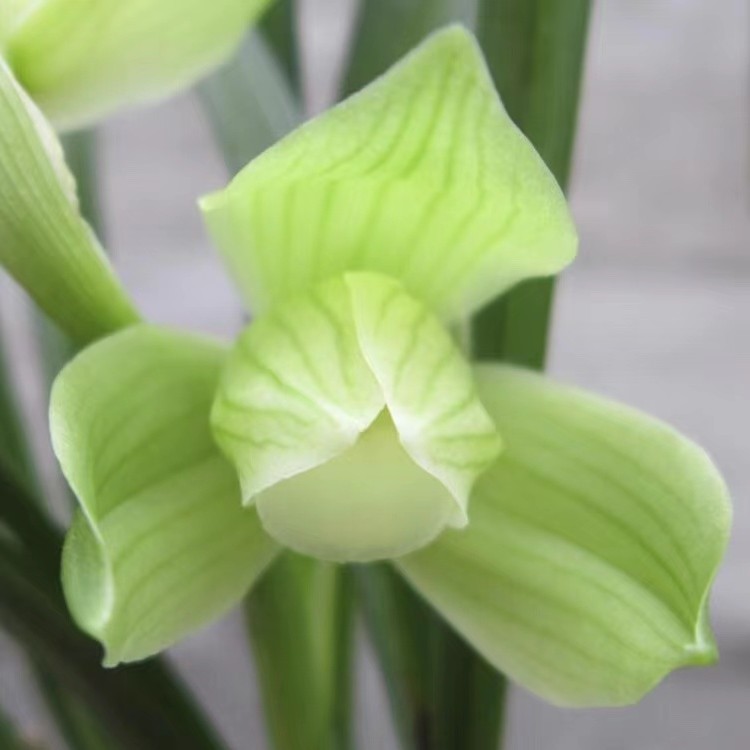 【大荷素】春剑    