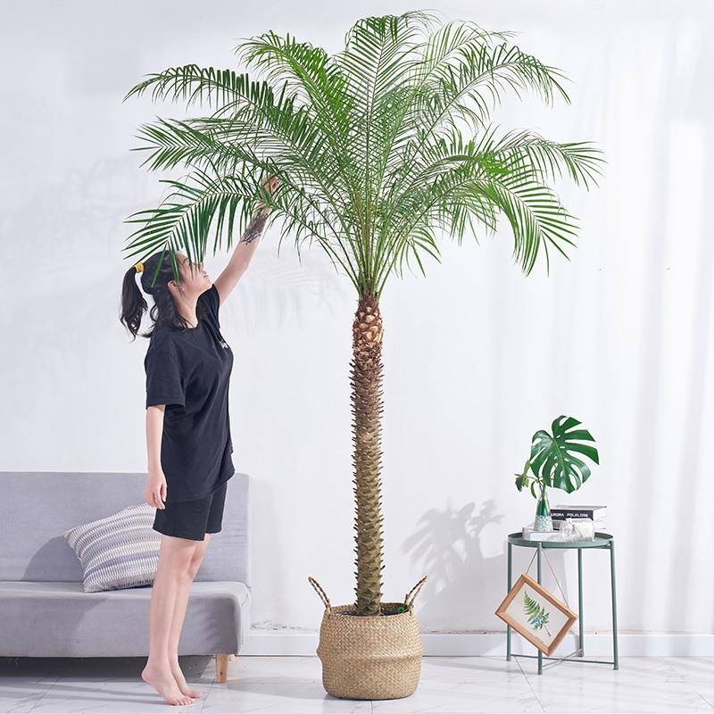 针葵盆栽大型植物室内室外客厅办公室盆栽针葵北欧风网红绿植盆景