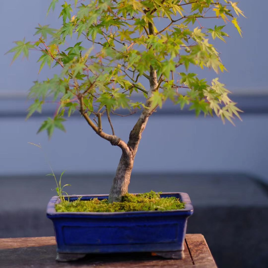 山红叶日本红枫桌面植物观叶盆景老桩