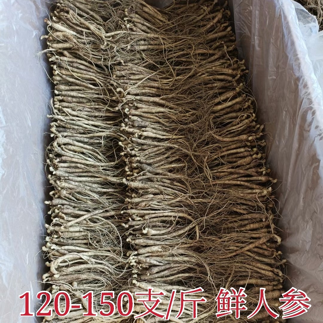 吉林长白山 新鲜人参250克（60-80支）免费包邮 参农自销