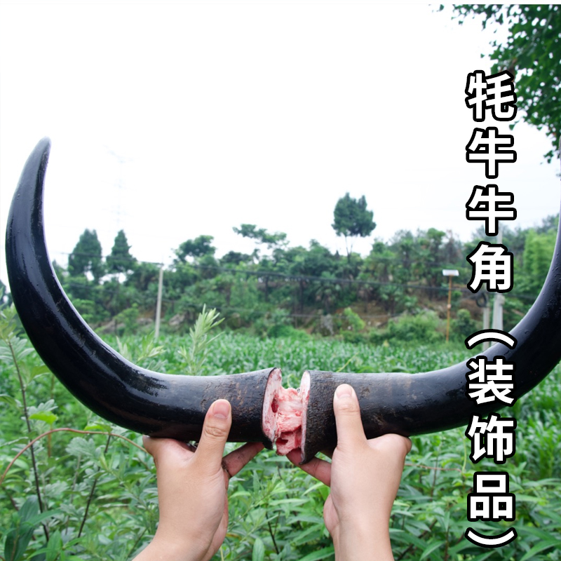阿坝州(牦) 牛角一对2个 4斤左右 文玩 顺丰包邮